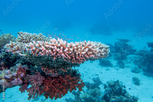 Picturesque coral reef at the bottom of tropical sea, great table coral, underwater landscape
