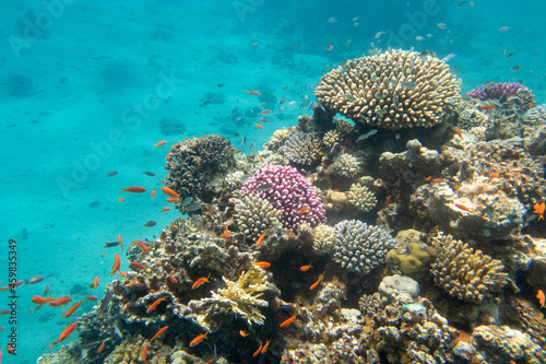 Fototapeta Naklejka Na Ścianę i Meble -  Colorful, picturesque coral reef at the sandy bottom of tropical sea, hard corals with green chromis fishes, underwater landscape