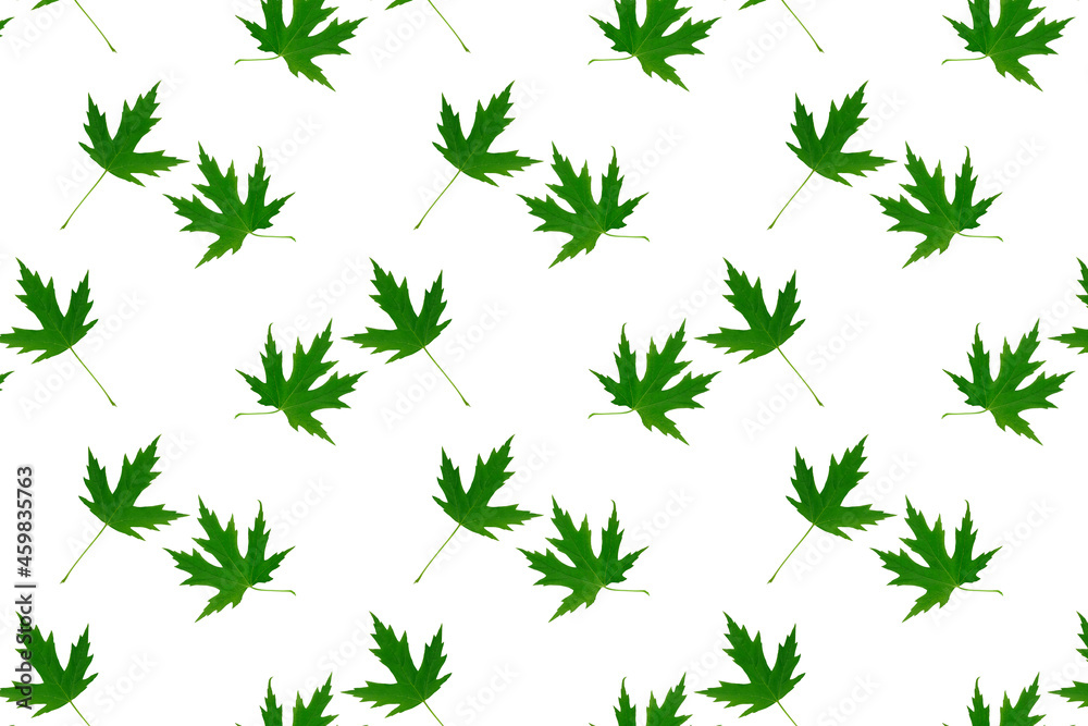 Green maple leaves repeated pattern isolated on white background.