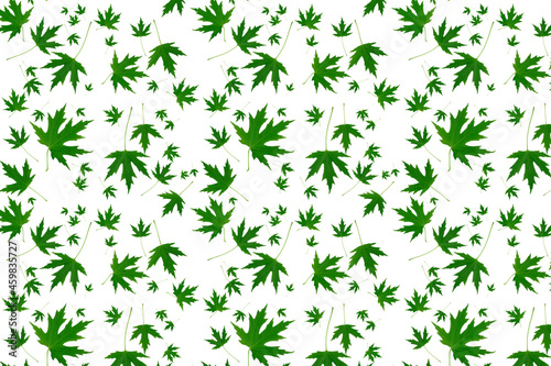 Natural pattern background. Green maple leaves isolated on white.
