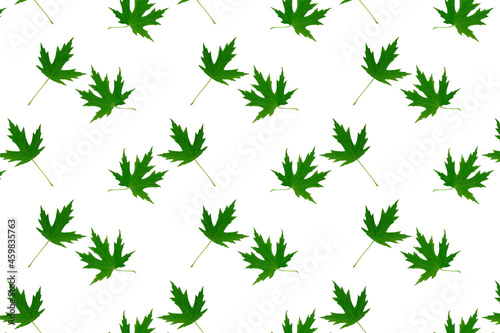 Green maple leaves repeated pattern isolated on white background.