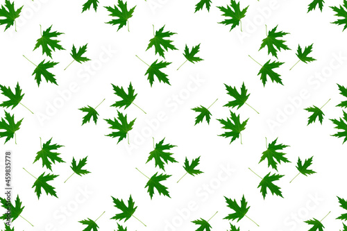 Green maple leaves isolated on white background. Leaf pattern, floral print.