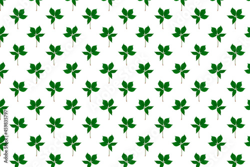 Leaves pattern. Floral print. Wild grape leaf isolated on white background.