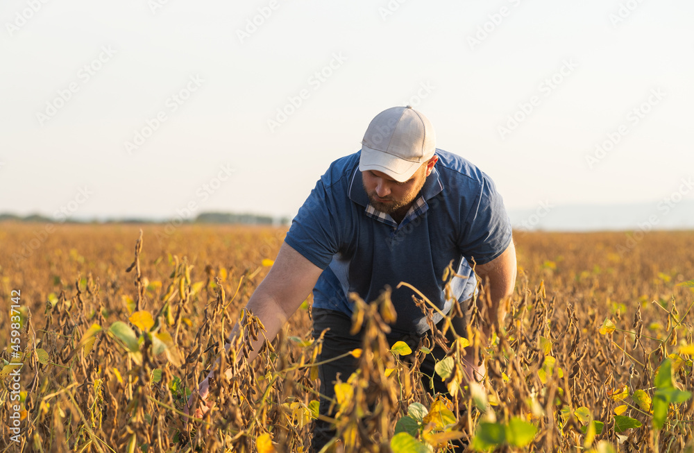 Fototapeta premium Young farmer in soybean fields