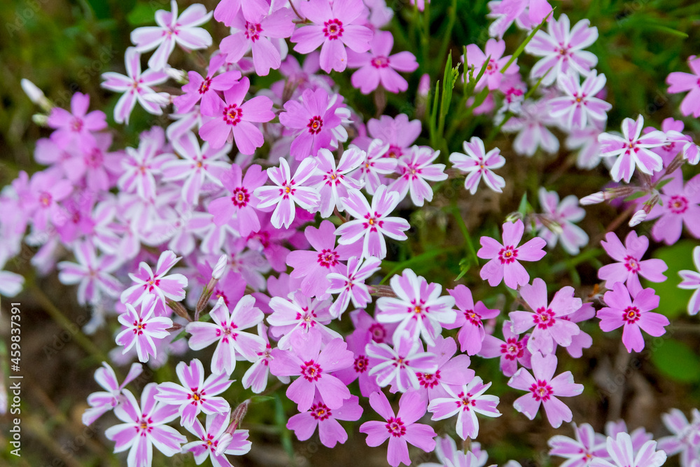 Phlox subulata in the summer garden. Pink and striped pink white flowers. Phlox subulata in the summer garden. Pink and striped pink white flowers.