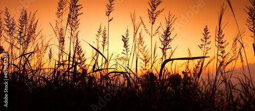 Dry Grass at Sunset © powerstock
