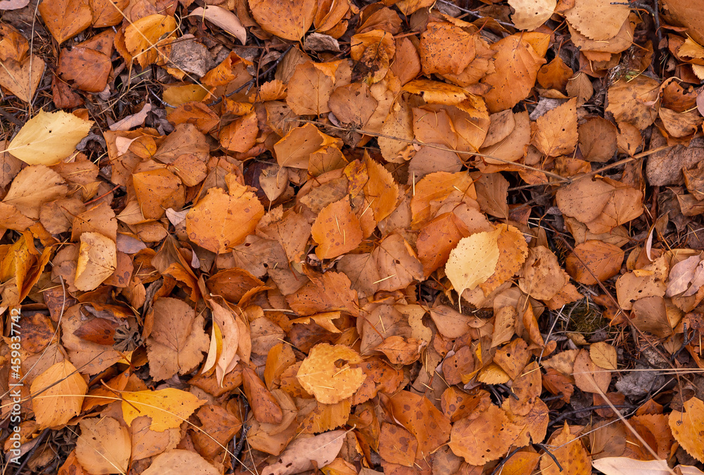 yellowed autumn dry leaves background