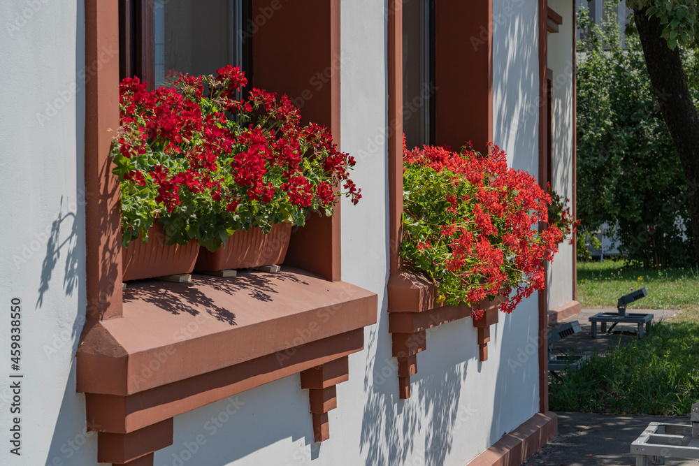Fototapeta premium Red flowers on a windowsill in a village house.