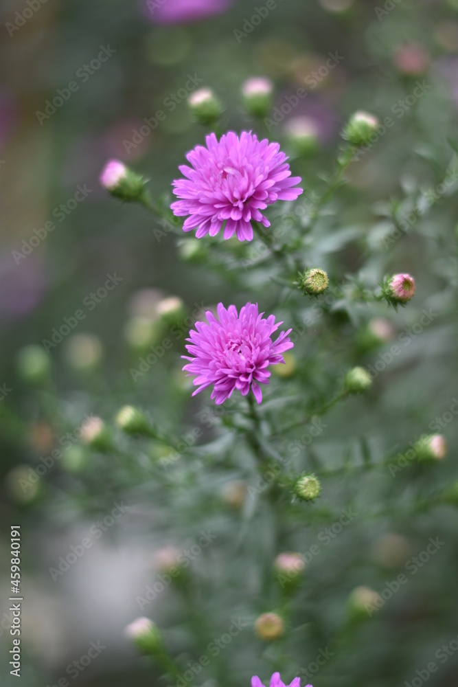 Blühende Aster novi-belgii 'Karminkuppel' - Glattblatt-Aster Blühende Aster novi-belgii 'Karminkuppel' - Glattblatt-Aster