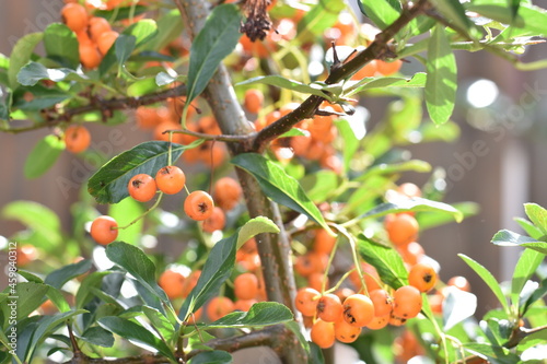 Feuerdorn 'Orange Charmer' - Früchte photo