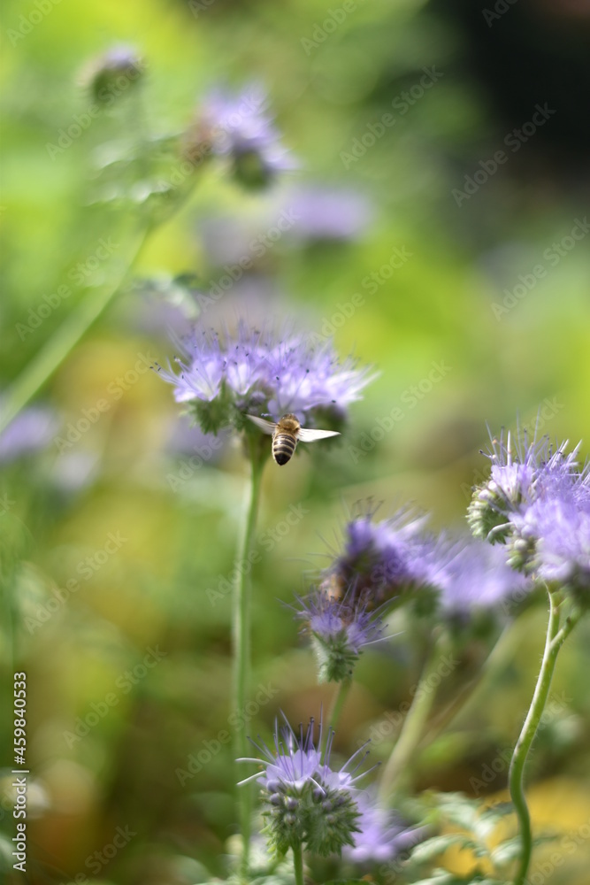 Rainfarn-Phazelie (Phacelia tanacetifolia) Rainfarn-Phazelie (Phacelia tanacetifolia)