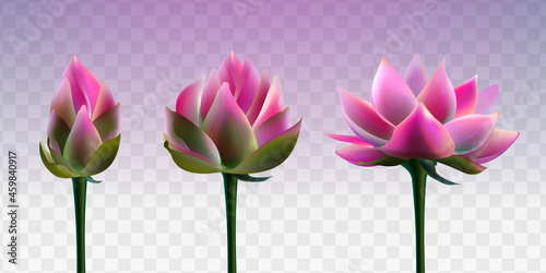 Set of beautiful pink lotus flowers on transparent background. Realistic vector water lily or aquatic plant on green stem. Blossom flower and opening bud of waterlily.