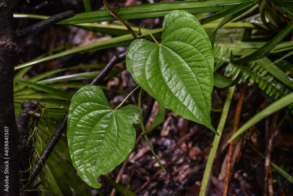 large heart shaped leaf from a philodenron plant large heart shaped leaf from a philodenron plant
