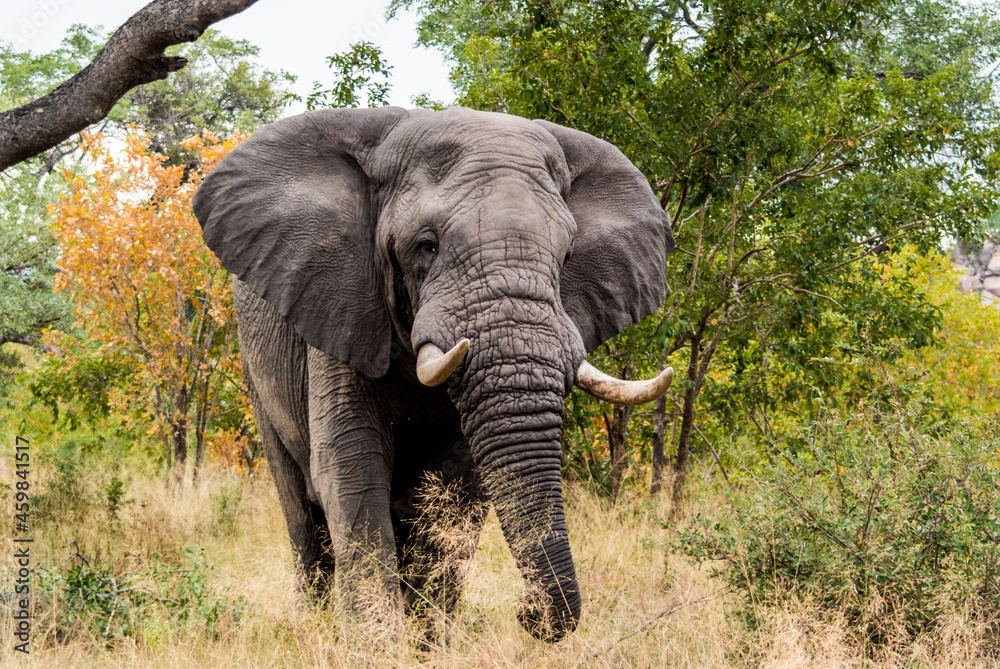 African Elephant in the Kruger park South Africa