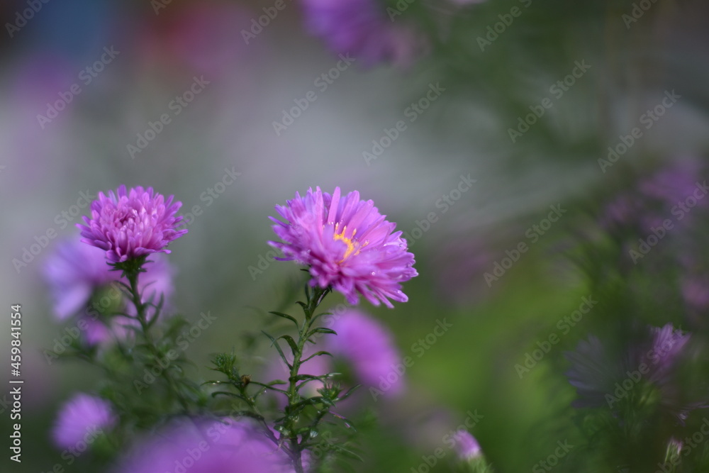Blühende Aster novi-belgii 'Karminkuppel' - Glattblatt-Aster Blühende Aster novi-belgii 'Karminkuppel' - Glattblatt-Aster