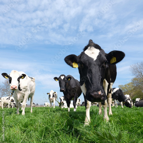 blacjk and white spotted cows in meadow between utrecht and gouda in holland © ahavelaar