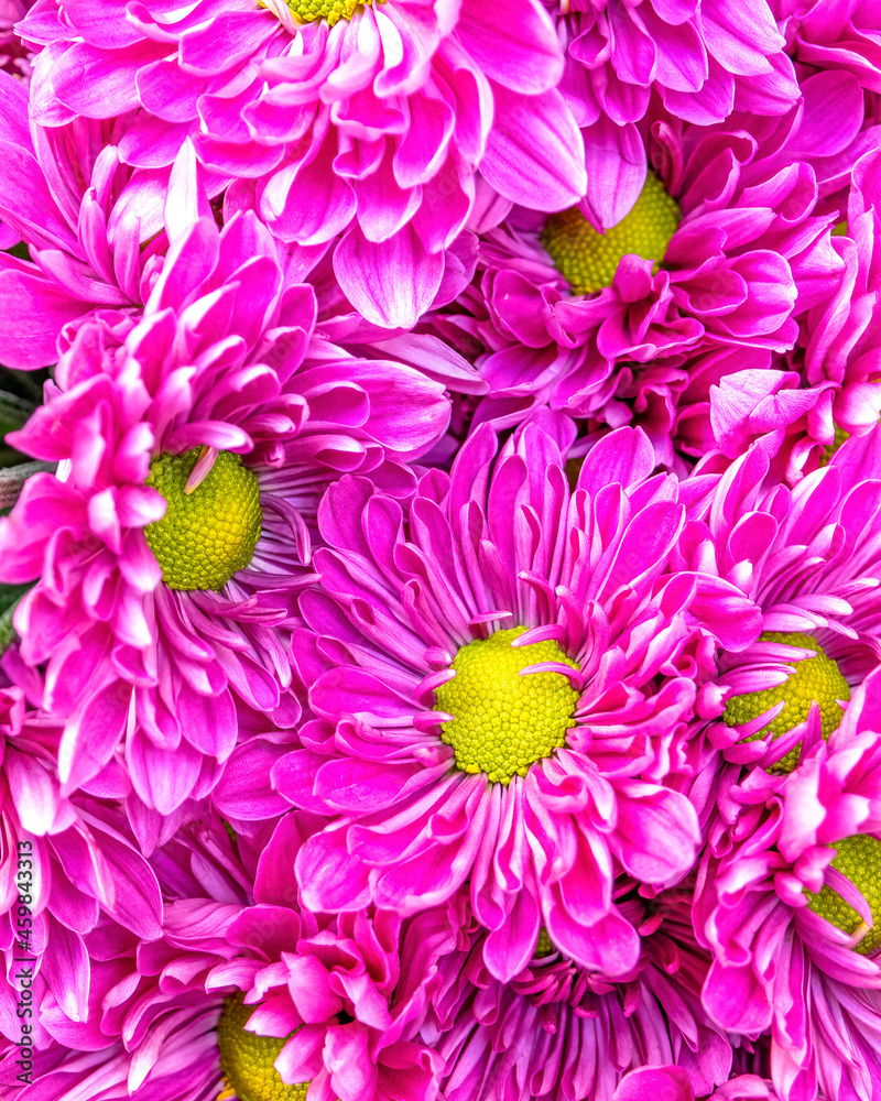 Obraz premium violet-colored chrysanthemum flowers top view closeup, natural background.