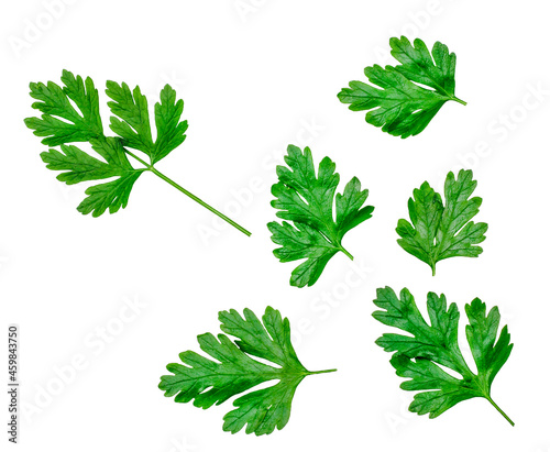 Green parsley leaves isolated on a white background, top view