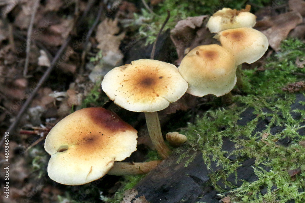 Mushrooms on the forest floor close - up view 