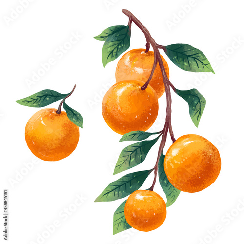 Illustration of sprig of tangerines and a separate tangerine drawn in digital art style