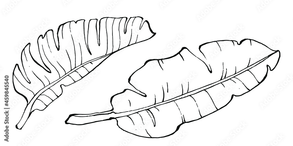 Vector Exotic tropical hawaiian summer. Palm beach tree jungle botanical leaves. Black and white engraved ink art. Leaf plant botanical garden floral foliage. Isolated leaf illustration element. Vector Exotic tropical hawaiian summer. Palm beach tree jungle botanical leaves. Black and white engraved ink art. Leaf plant botanical garden floral foliage. Isolated leaf illustration element.