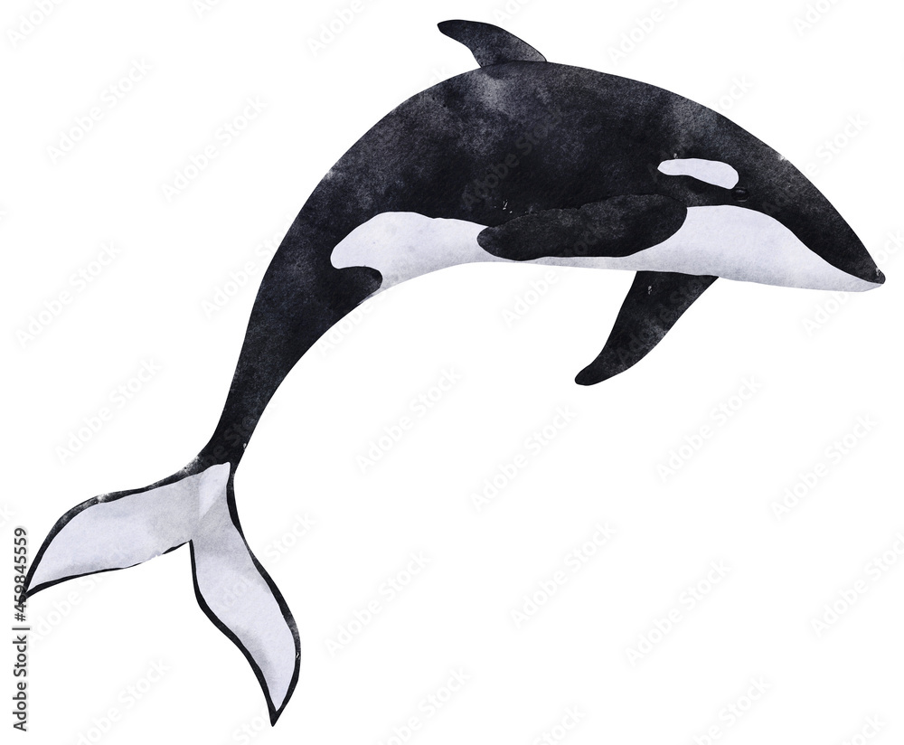 Watercolor illustration of black orca. Hand drawn illustration of ...
