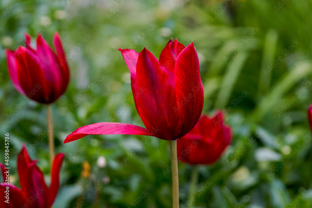 Scarlet tulips among the greenery of the summer garden. Scarlet tulips among the greenery of the summer garden.