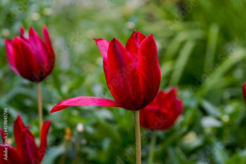 Scarlet tulips among the greenery of the summer garden.