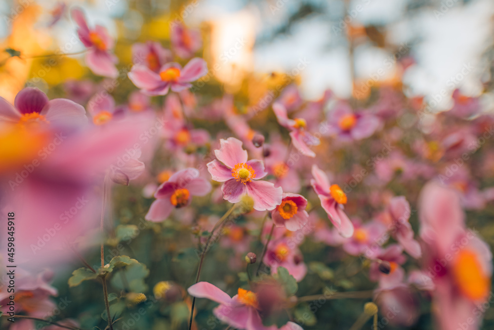 Gentle pink flowers of anemones outdoors in summer spring close-up on autumn sunset background with soft blurred colors. Dreamy landscape, beauty of nature. Romantic floral bokeh garden scenic Gentle pink flowers of anemones outdoors in summer spring close-up on autumn sunset background with soft blurred colors. Dreamy landscape, beauty of nature. Romantic floral bokeh garden scenic