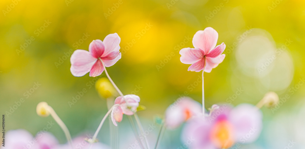 Gentle pink flowers of anemones outdoors in summer spring close-up on autumn sunset background with soft blurred colors. Dreamy landscape, beauty of nature. Romantic floral bokeh garden scenic