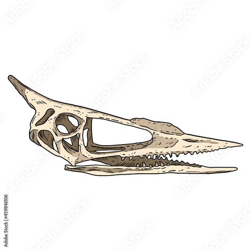 Pterodactyl bird fossilized skull hand drawn image. Extinct species Pterodactylus animal skeleton bones fossil hand drawn illustration. Vector stock silhouette
