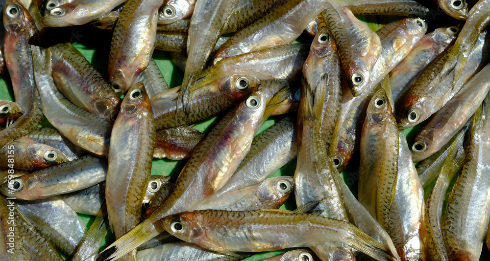 fresh fish on the market fresh fish on the market