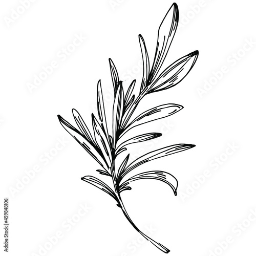Rosemary branches and leaves isolated Vector hand drawn Sketch. Food illustration. Vintage style. The best for design logo, menu, label, icon, stamp.