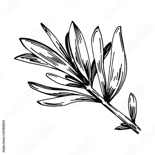 Rosemary branches and leaves isolated Vector hand drawn Sketch. Food illustration. Vintage style. The best for design logo, menu, label, icon, stamp.