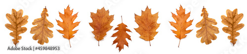 Panoramic set of autumn leaves of oak