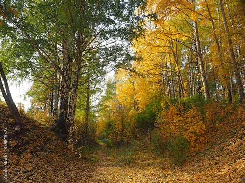 Autumn. Autumn trees in the park. Fallen leaves. Abandoned path. Russia, Ural, Perm region