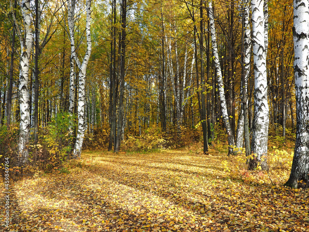 Fototapeta premium Autumn. Autumn trees in the park. Fallen leaves. Abandoned path. Russia, Ural, Perm region