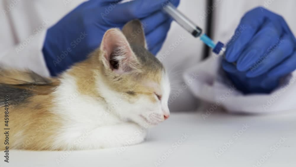 The veterinarian gives a pain reliever injection to a weakened kitten. Treatment of feline diseases. Pet at the doctor's appointment. Close-up, 4K UHD. The veterinarian gives a pain reliever injection to a weakened kitten. Treatment of feline diseases. Pet at the doctor's appointment. Close-up, 4K UHD.