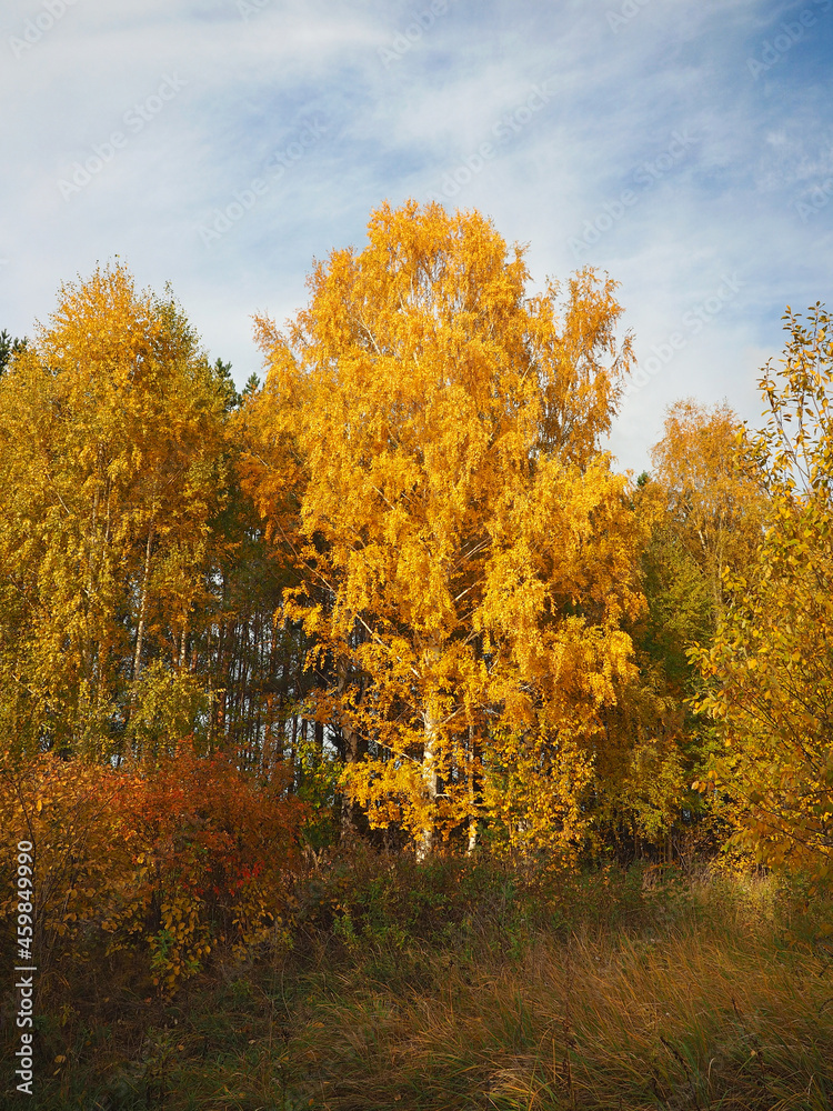 Fototapeta premium Autumn. Autumn trees in the park. Fallen leaves. Abandoned path. Russia, Ural, Perm region