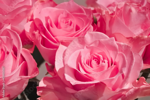Bouquet of pink roses on gray background                                                