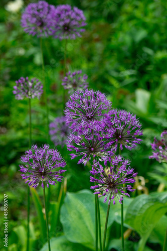 Allium atropurpureum in the summer garden.  Decorative purple flowers.