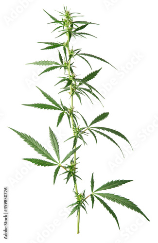 Hemp cannabis plant green leaf  isolated on white background