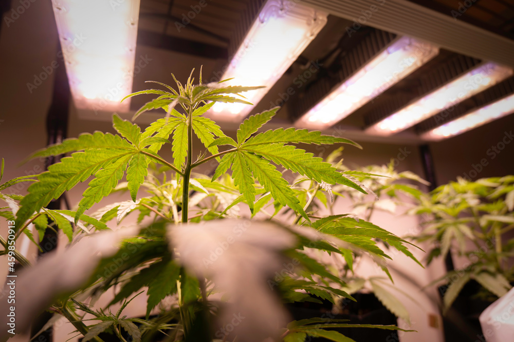 Cannabis plants and LED Growth light Cannabis plants and LED Growth light