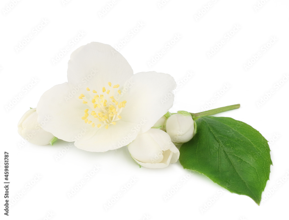 Obraz premium Jasmine flowers isolated on white background