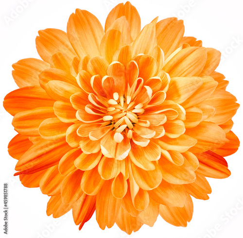 Canvas Print flower orange chrysanthemum