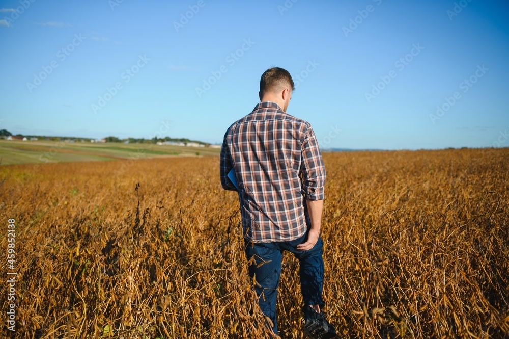 farmer standing in soybean field examining crop at sunset.