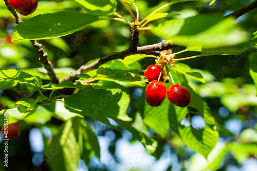 Fotografie sweet cherry on the tree. Red natural gean.