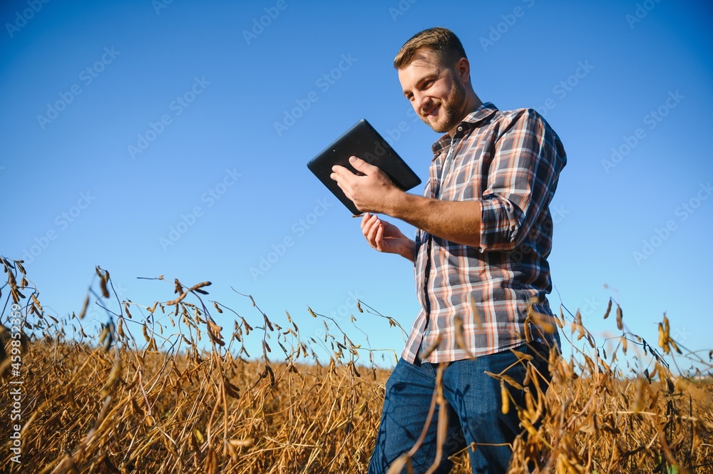 Agronomist inspects soybean crop in agricultural field - Agro concept - farmer in soybean plantation on farm.