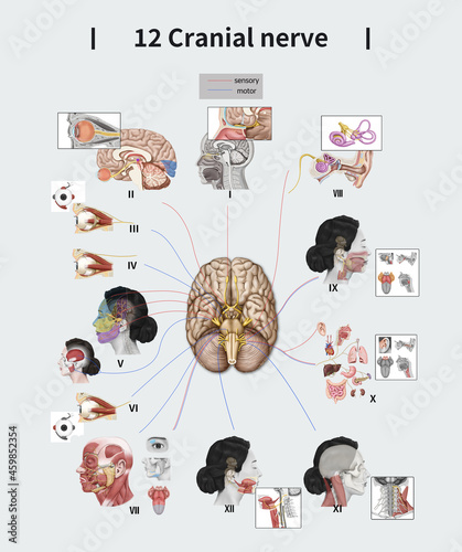 12 뇌신경 해부학 그림
