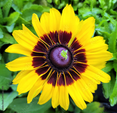 Closeup blooming sunflower with green seed sprout yellow flower